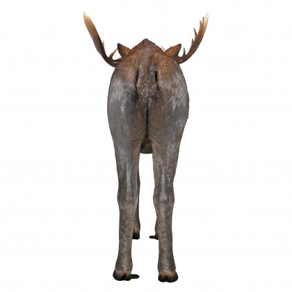 Toscano - North American Majestic Moose Full Scale Animal Statue