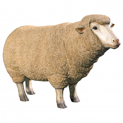 Toscano Merino Ewe Life-Size Sheep Statue - Head Up
