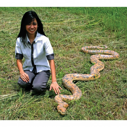 Toscano - Giant Burmese Python Snake Statue