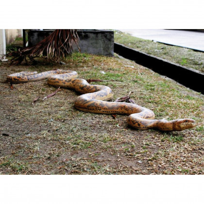Toscano - Giant Burmese Python Snake Statue