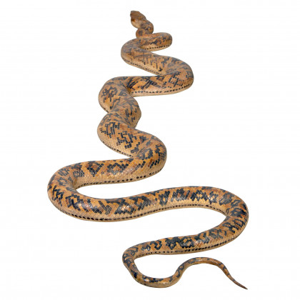 Toscano - Giant Burmese Python Snake Statue