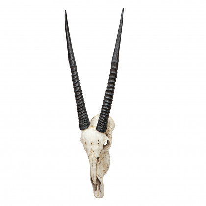 Toscano - Gemsbok African Wall Trophy