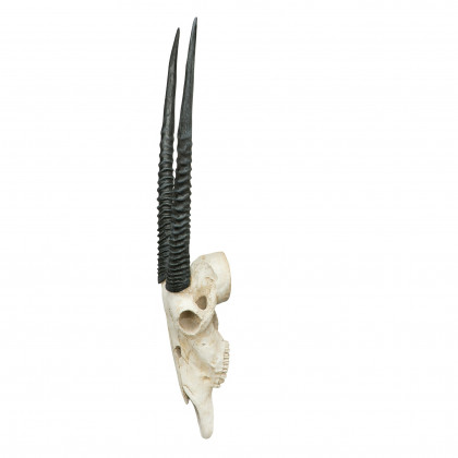 Toscano - Gemsbok African Wall Trophy