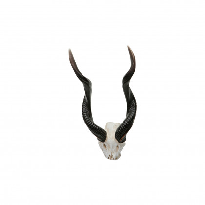 Toscano - Kudu African Wall Trophy
