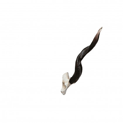 Toscano - Kudu African Wall Trophy