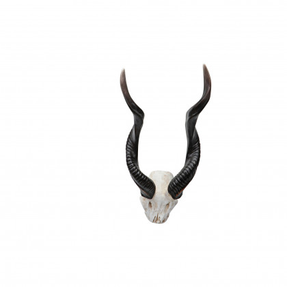 Toscano - Kudu African Wall Trophy