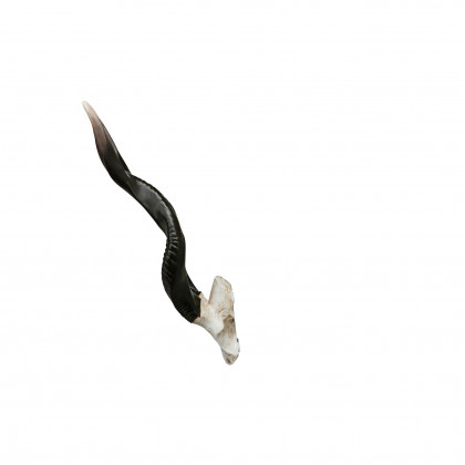 Toscano - Kudu African Wall Trophy