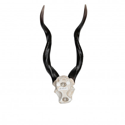 Toscano - Kudu African Wall Trophy