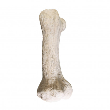 Toscano - Gigantic Dinosaur Bone Statue