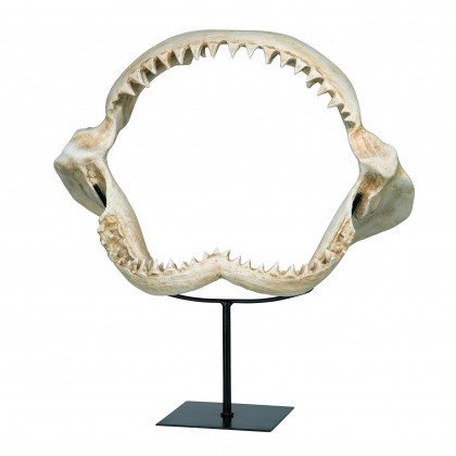 Toscano - Shark Jagged Jaws Statue