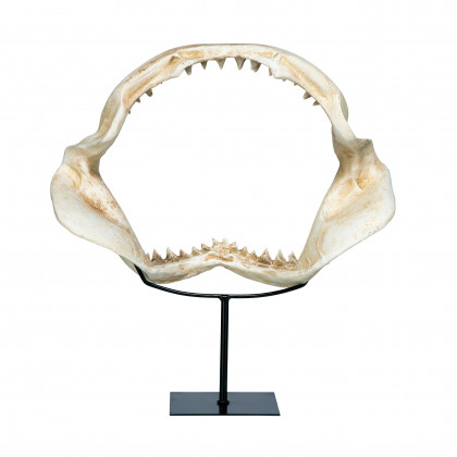 Toscano - Shark Jagged Jaws Statue
