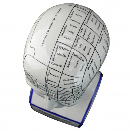 Toscano - Porcelain Phrenology Head Bust Statue