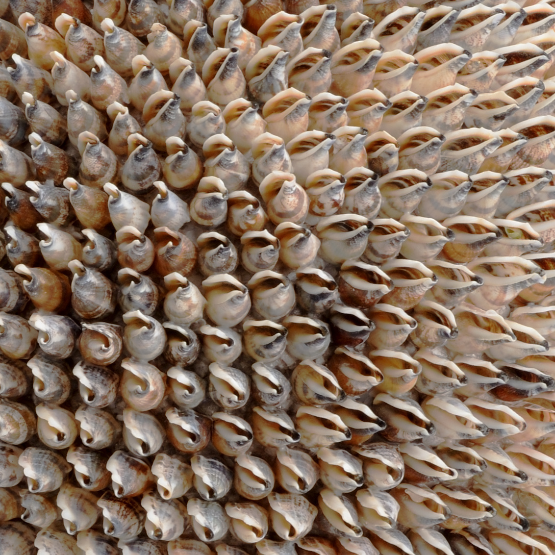 Chelsea House - Strombus Shell Urn in Natural
