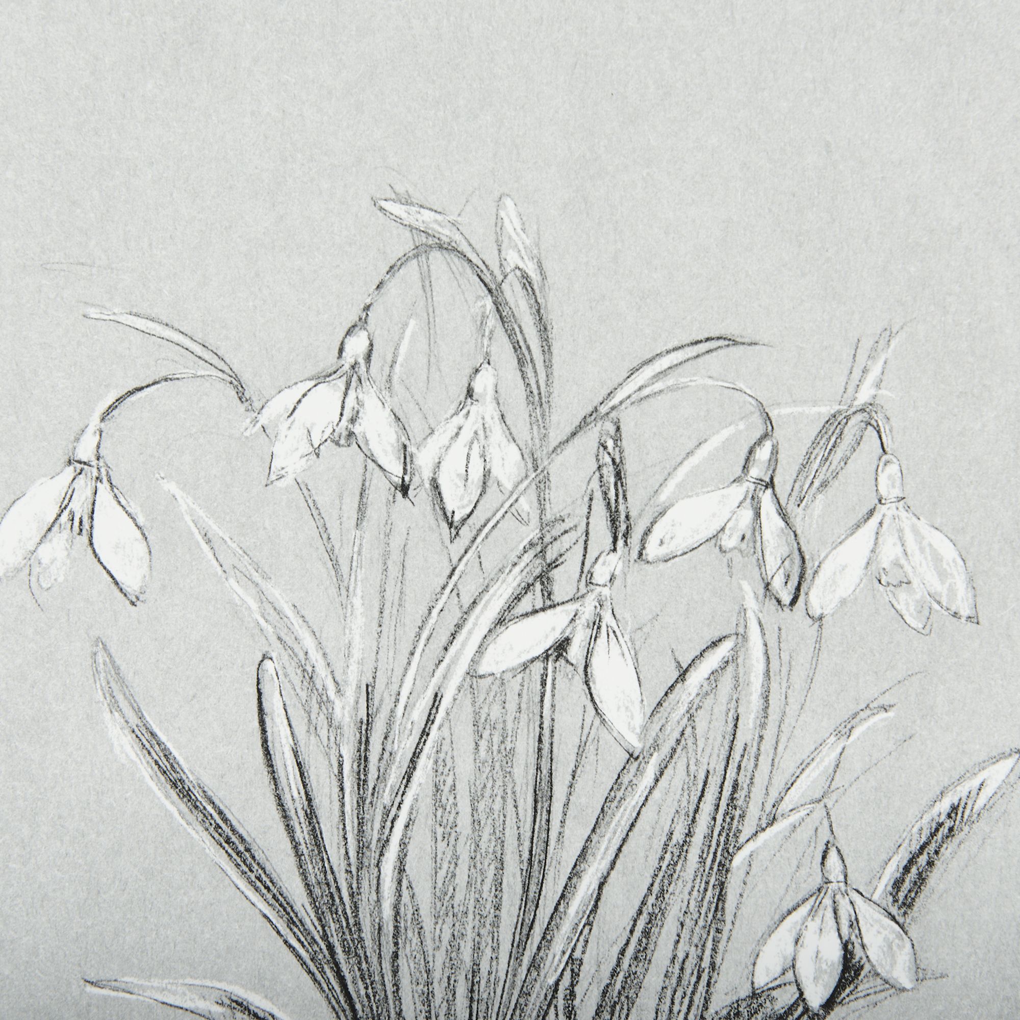Mercana Botanical Sketches VI - Gray/Black, Medium
