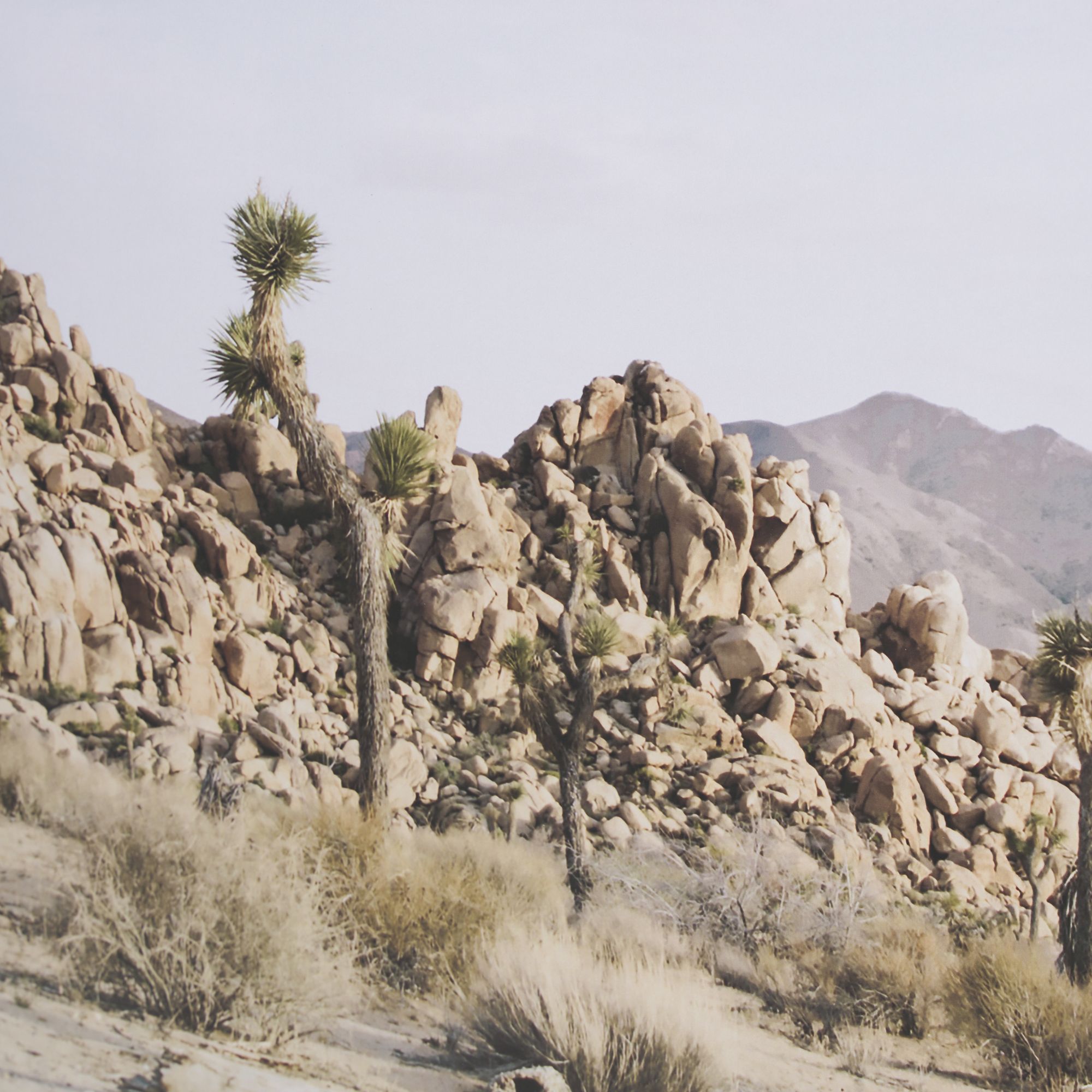 Mercana Joshua Tree 3