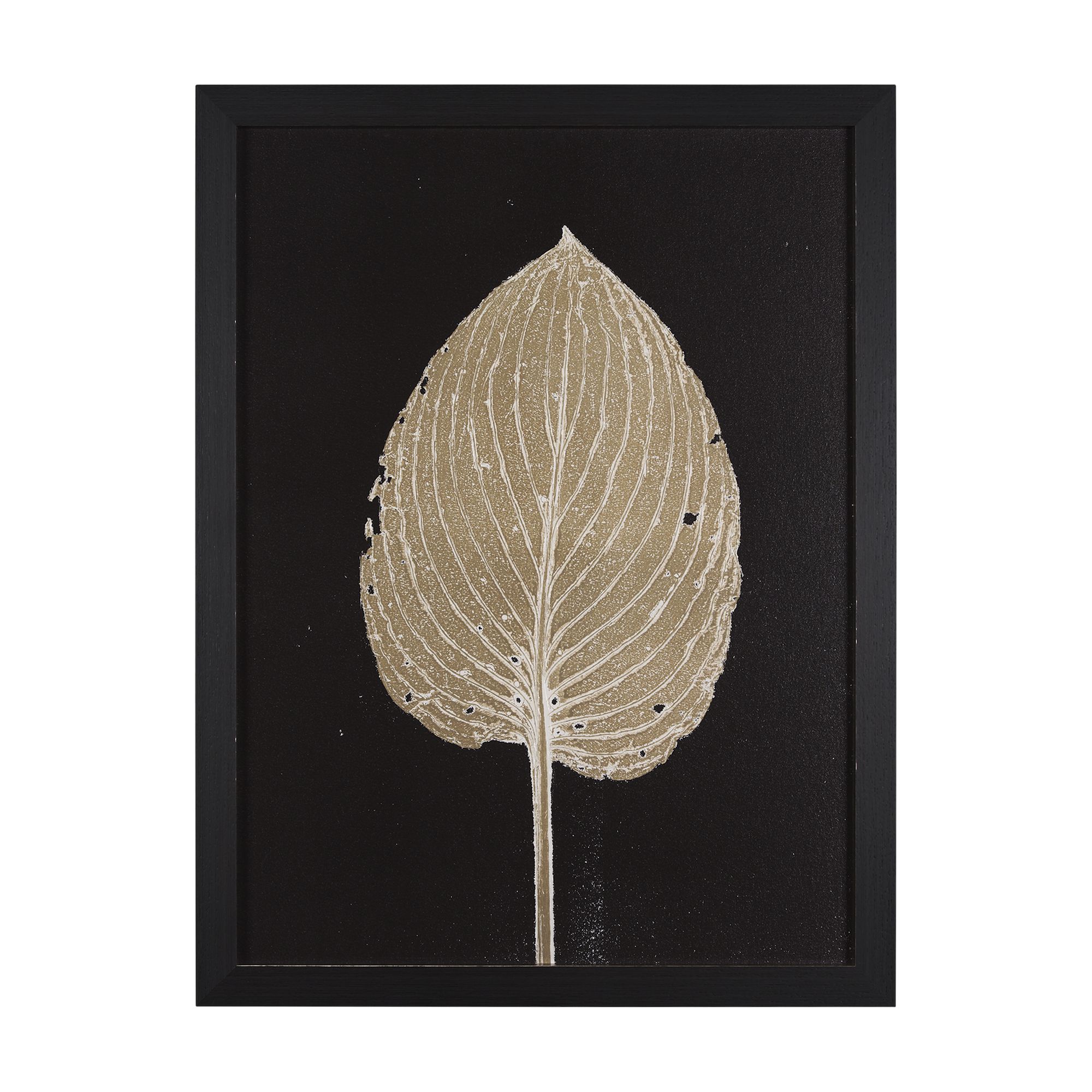 Mercana - Hosta B