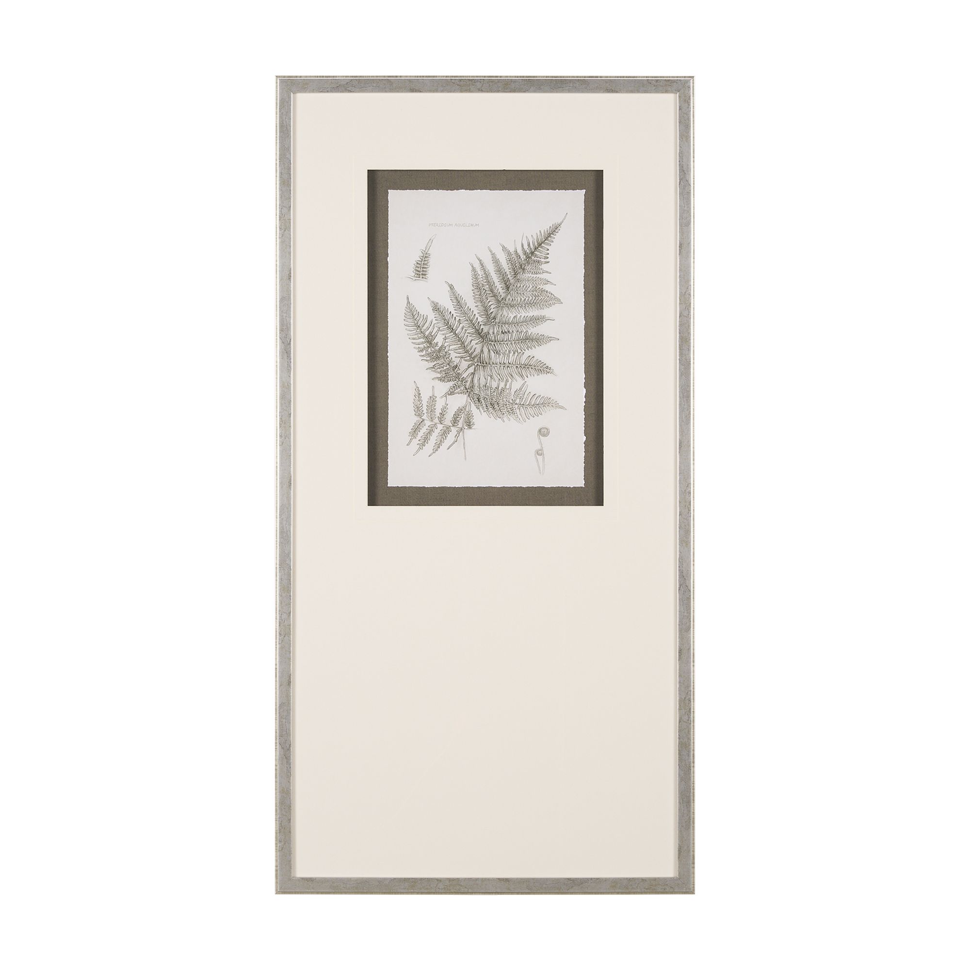 Mercana - Fern Study