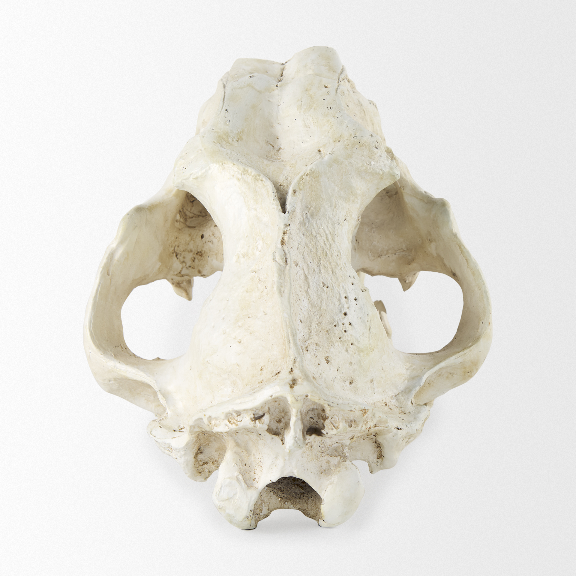 Mercana - Fozzil Object in Beige, Resin