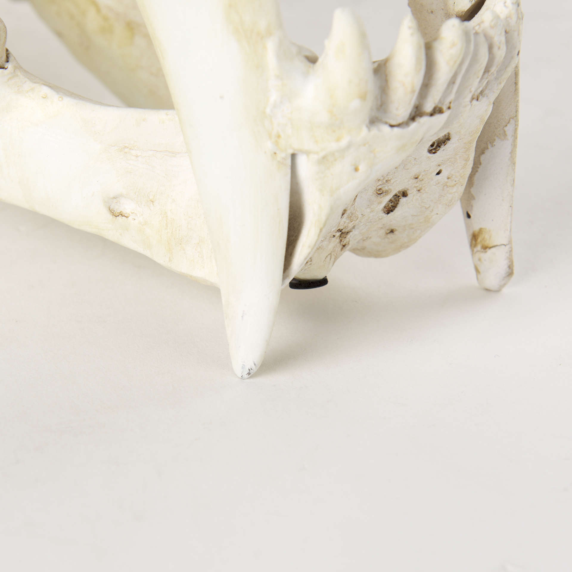 Mercana - Fozzil Object in Beige, Resin