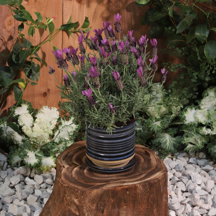 Sagebrook - 5" Ceramic Textured Planter With Saucer in Blue