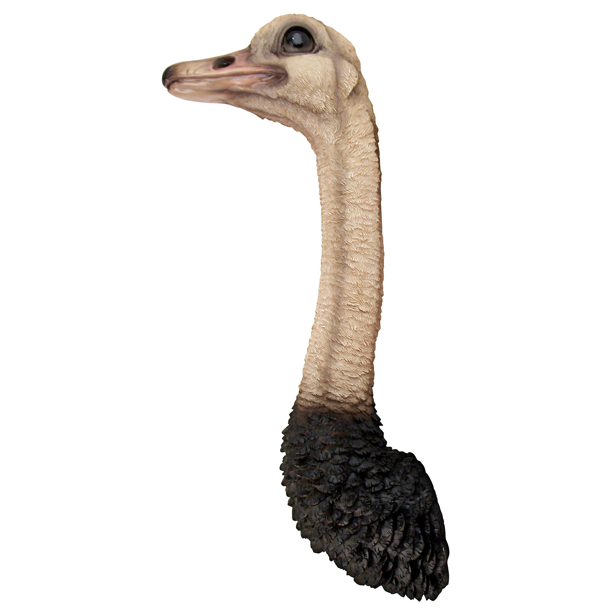 Toscano - Ostrich Bird Trophy Wall Sculpture