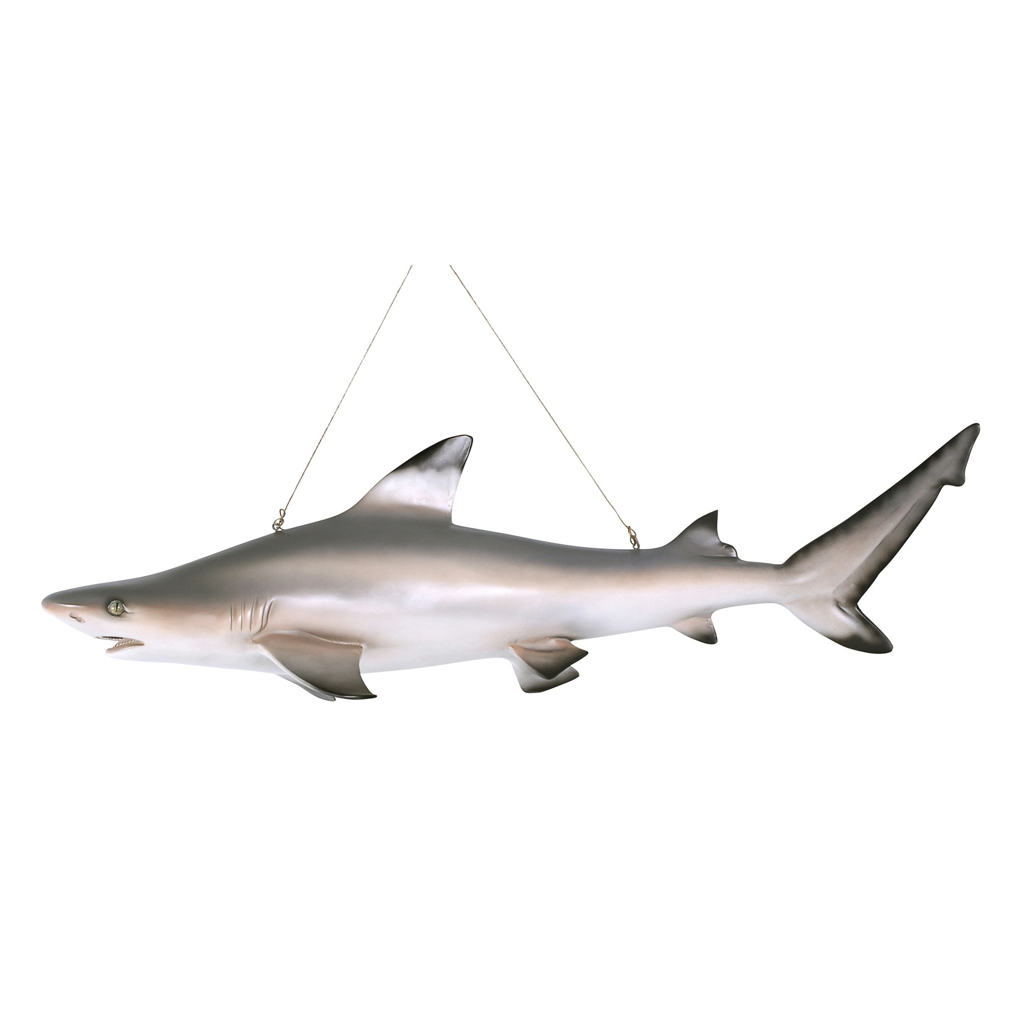 Toscano - Blacktip Shark Ceiling Mount Trophy Sculpture