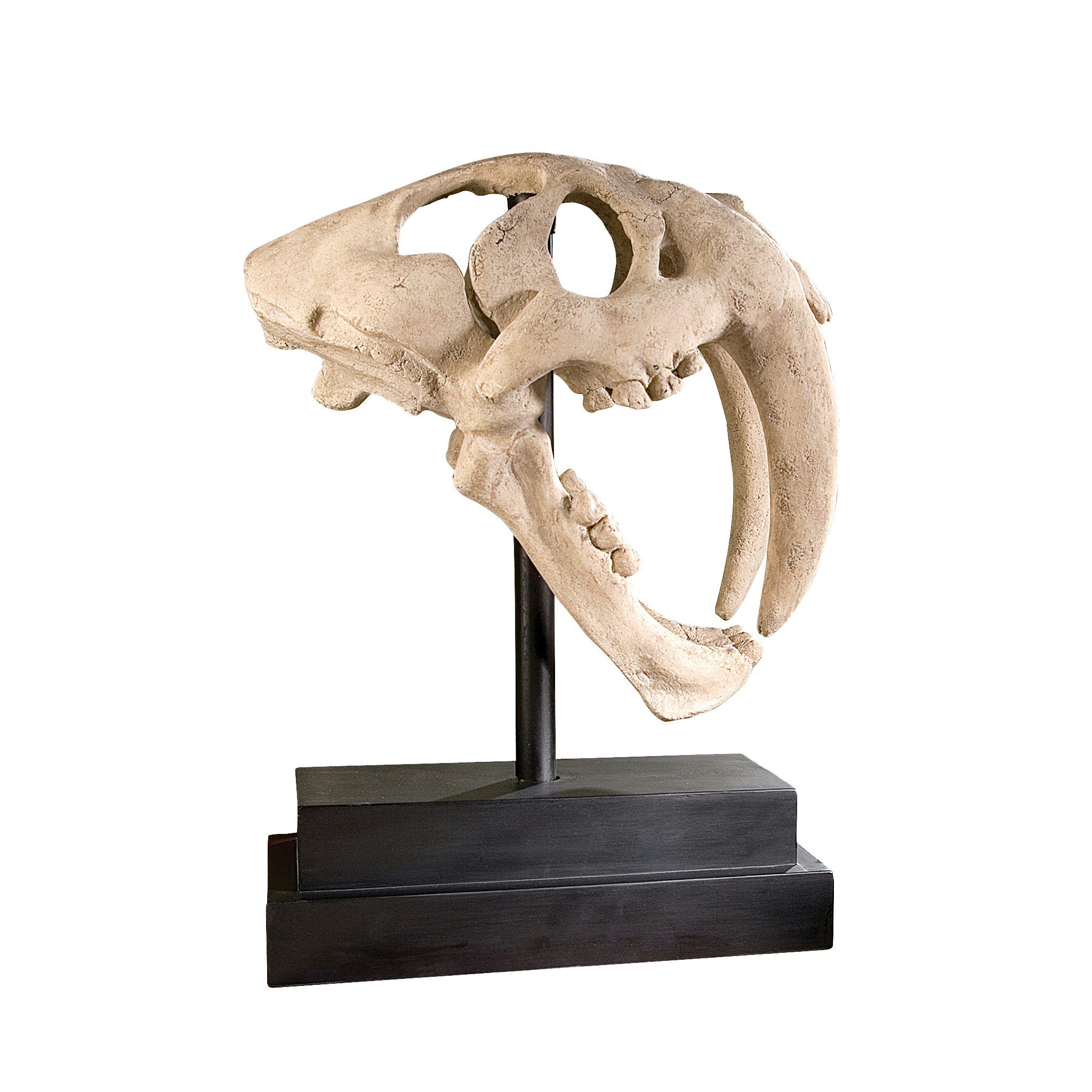 Toscano - Saber-Toothed Tiger Skull Artifact
