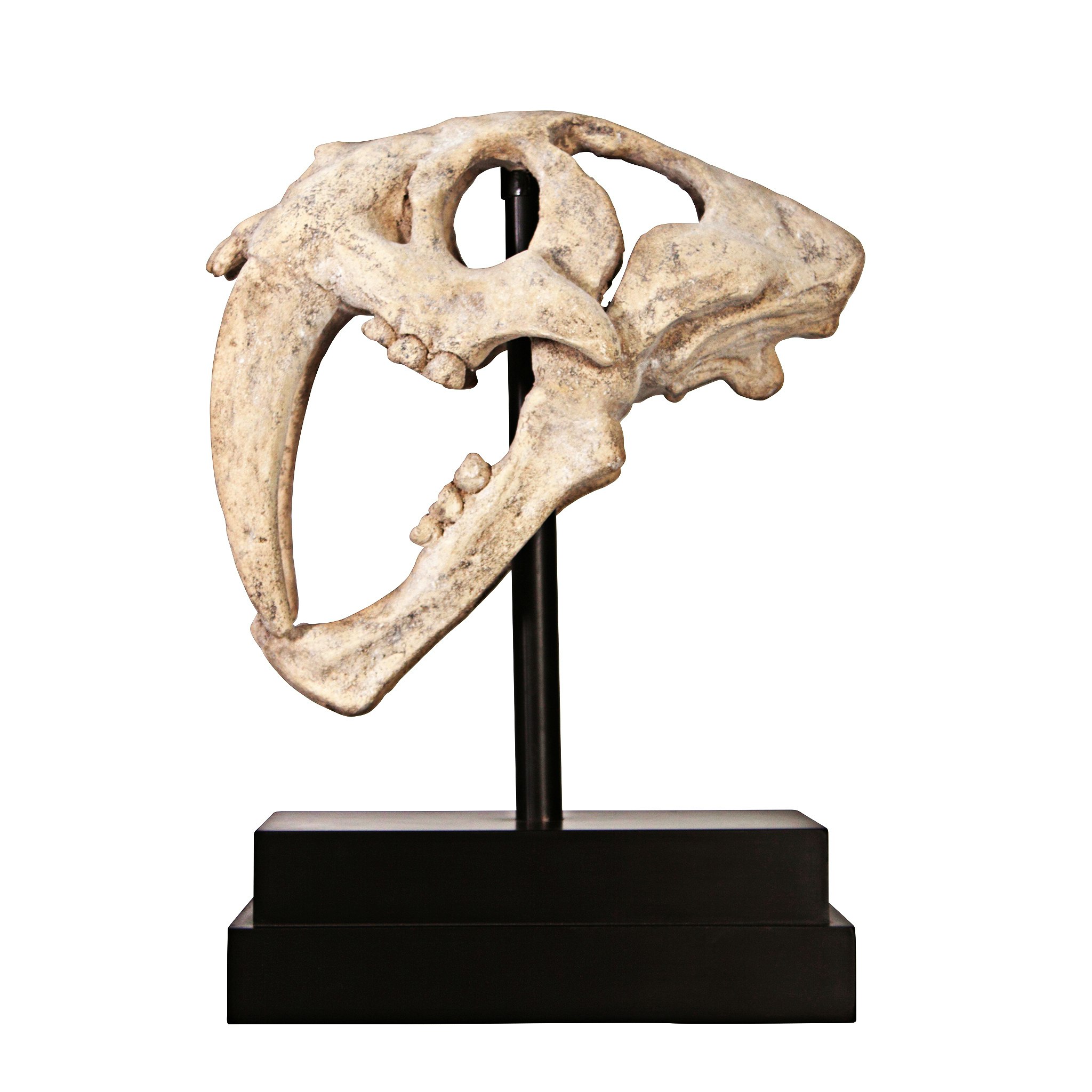 Toscano - Saber-Toothed Tiger Skull Artifact