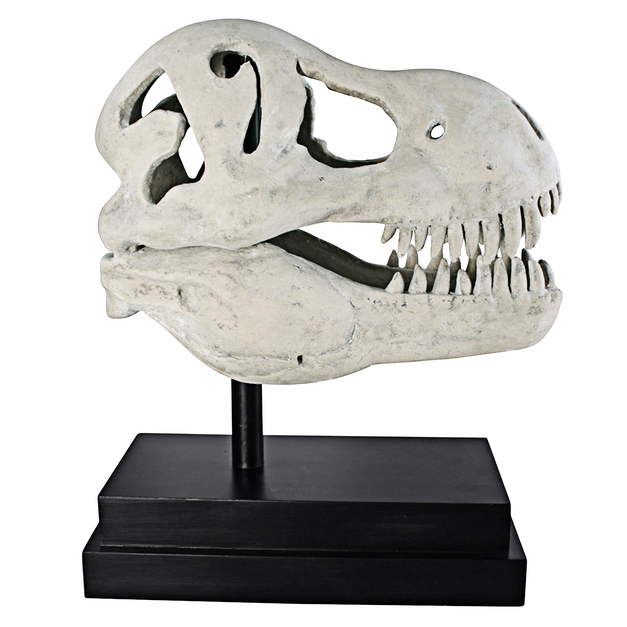 Toscano - T-Rex Dinosaur Skull Fossil Statue on Museum Mount