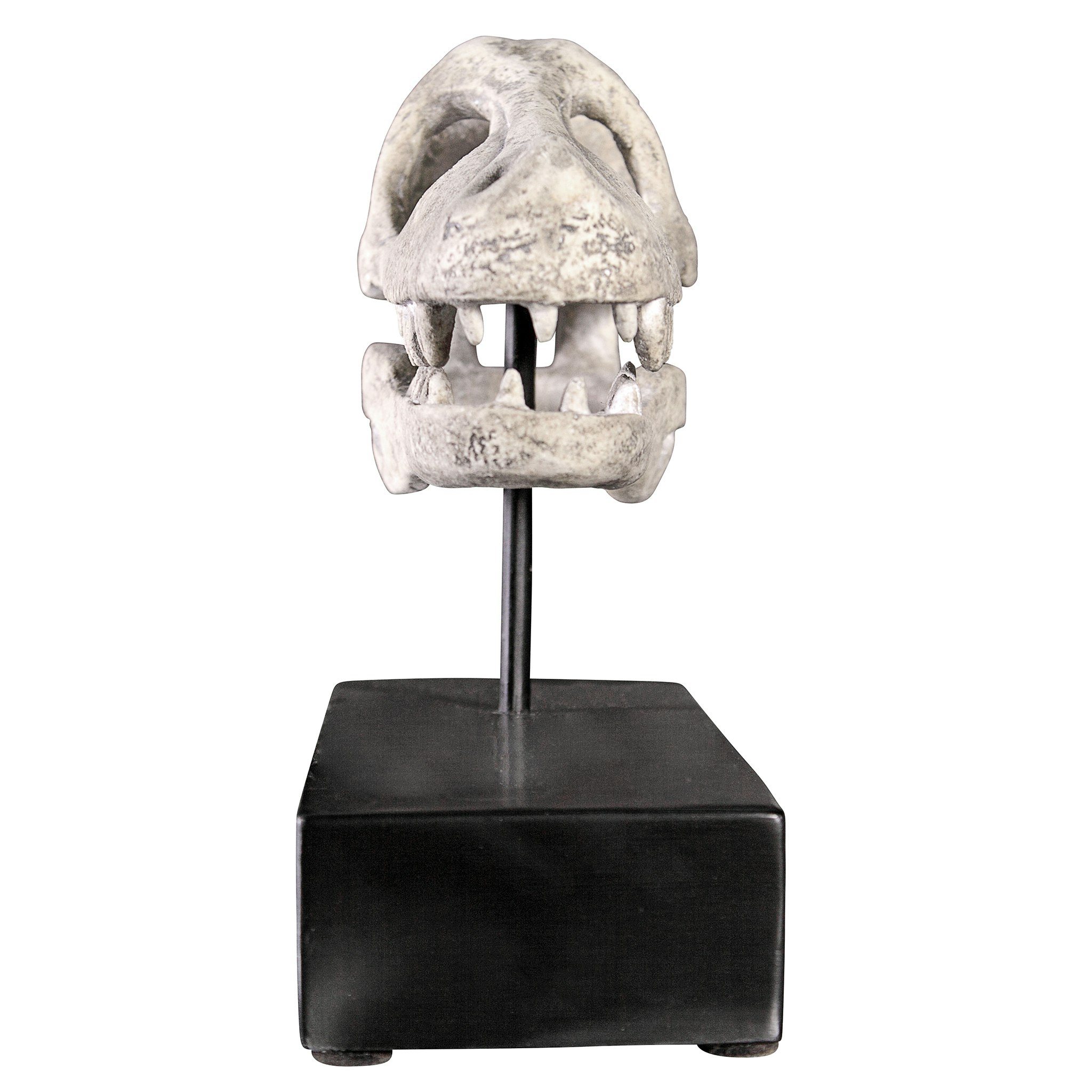 Toscano - Velociraptor Dinosaur Skull Fossil Statue on Museum Mount