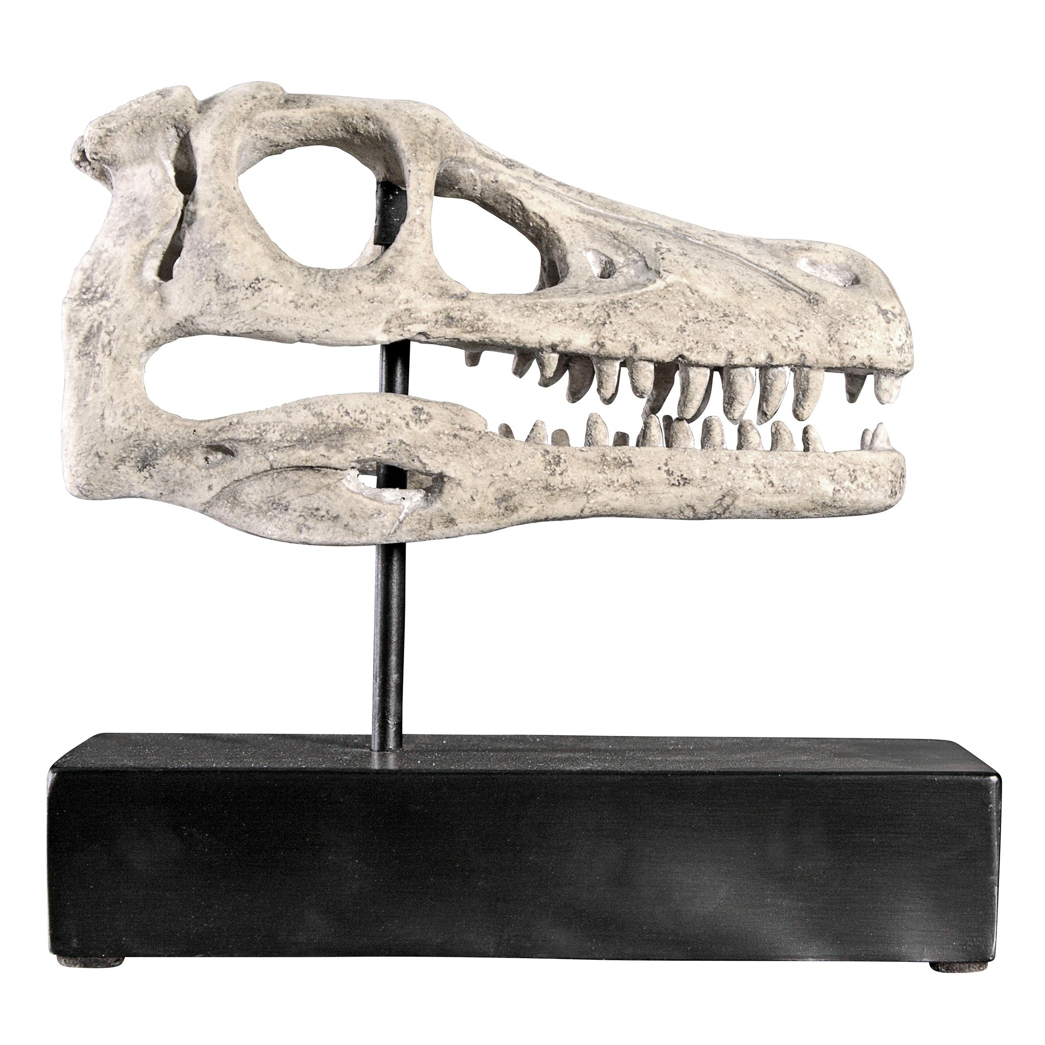 Toscano - Velociraptor Dinosaur Skull Fossil Statue on Museum Mount
