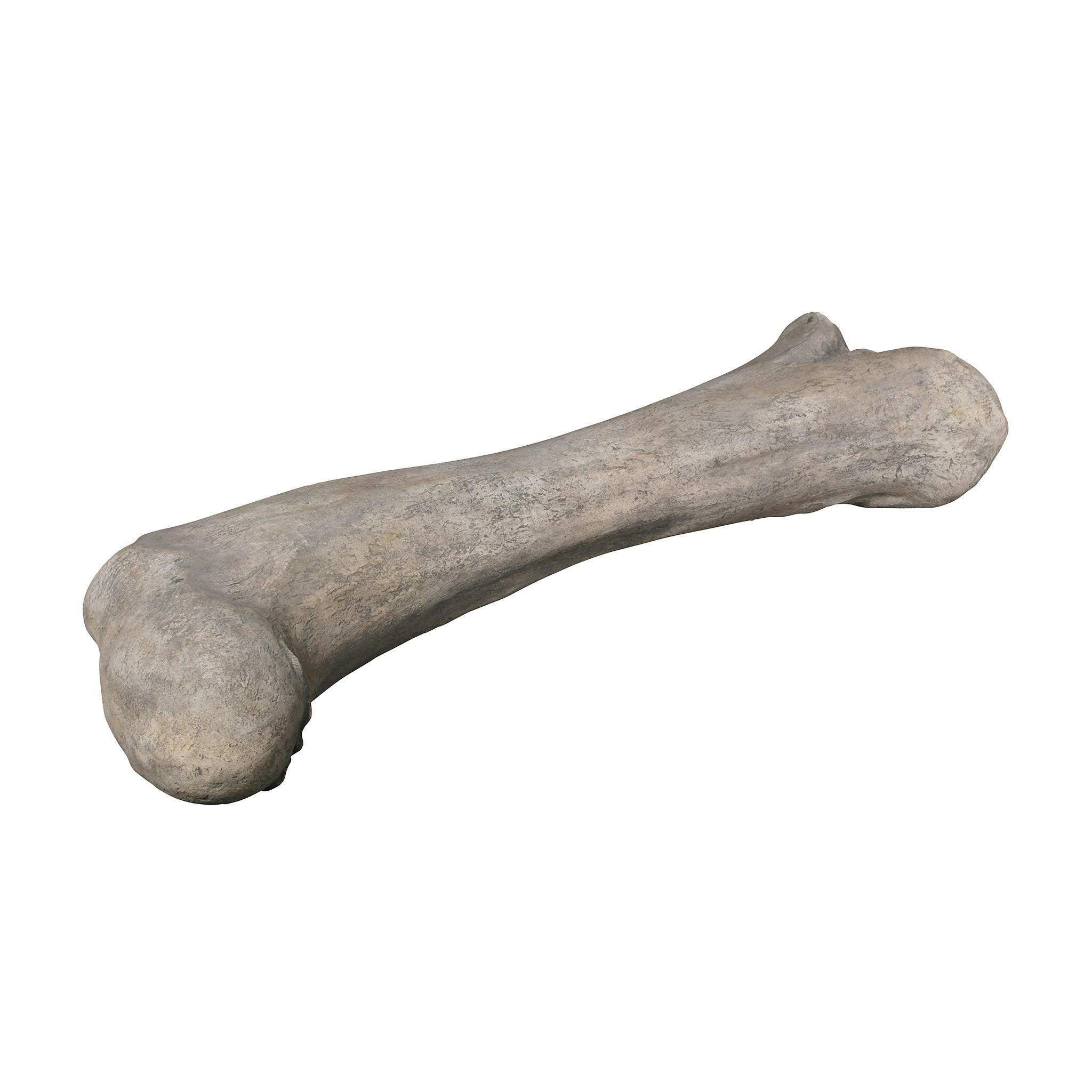 Toscano - Apatosaurus Femur Bone Fossil Statue