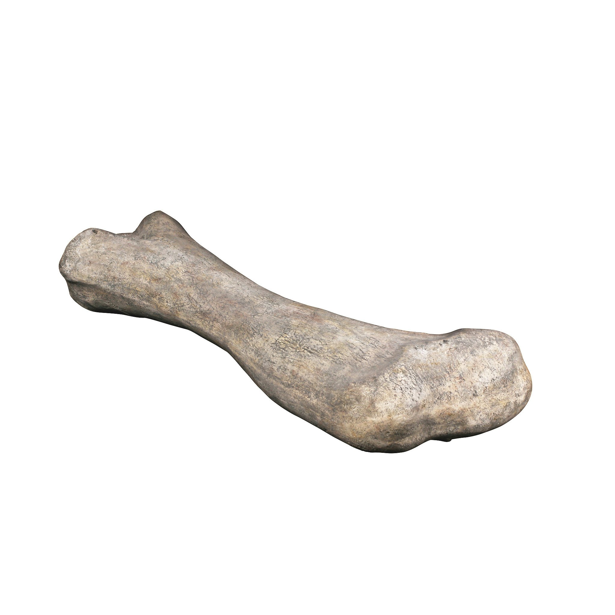 Toscano - Apatosaurus Femur Bone Fossil Statue