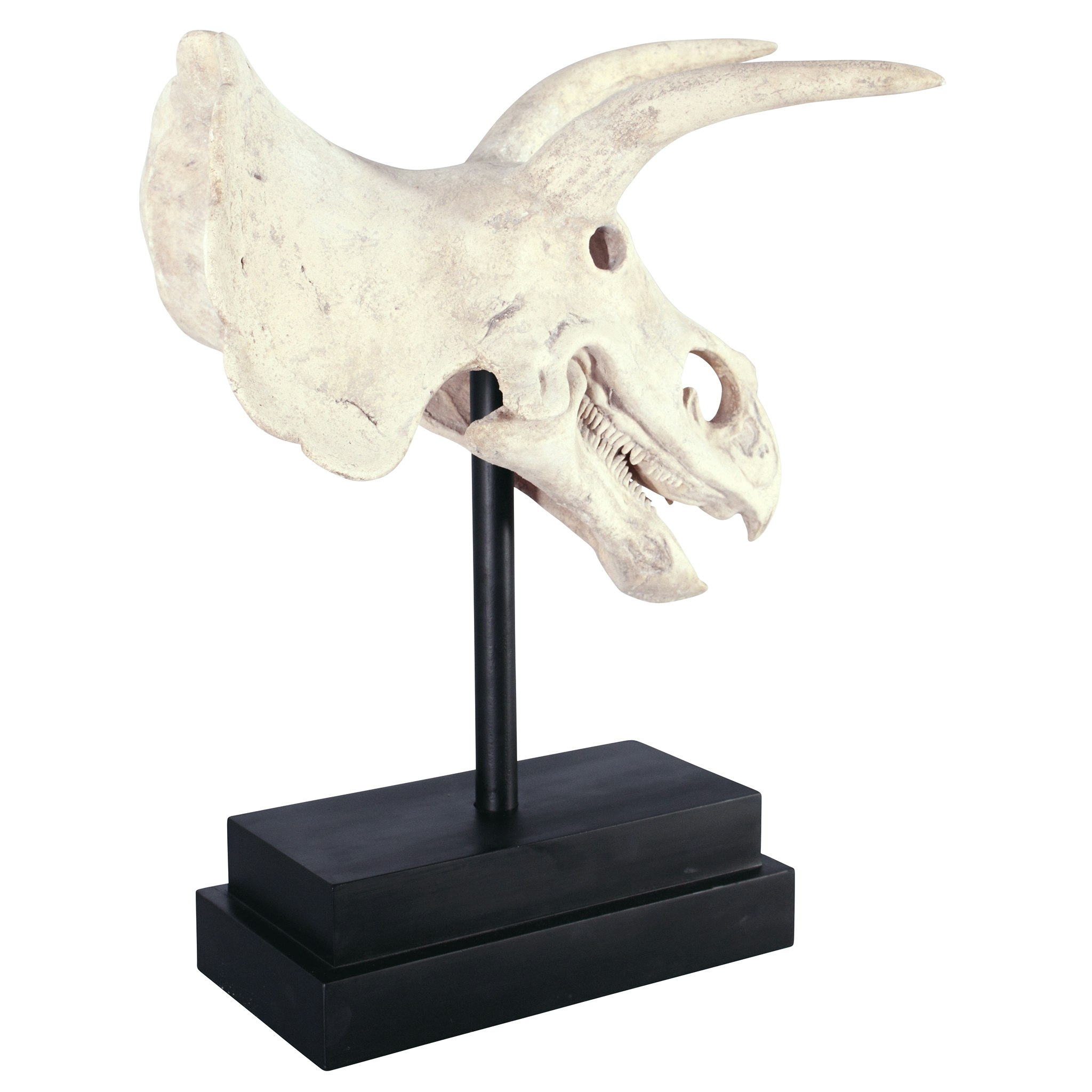 Toscano - Triceratops Dinosaur Skull Fossil Statue on Museum Mount