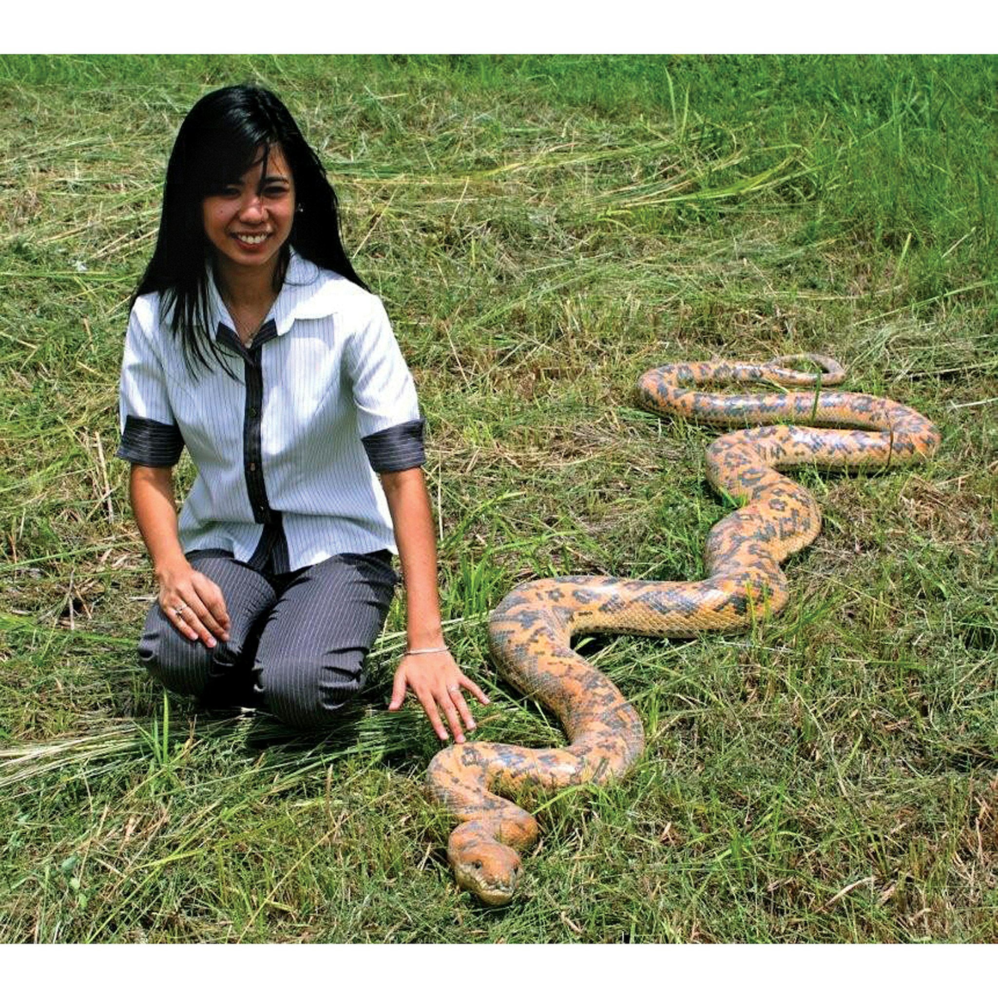 Toscano - Giant Burmese Python Snake Statue