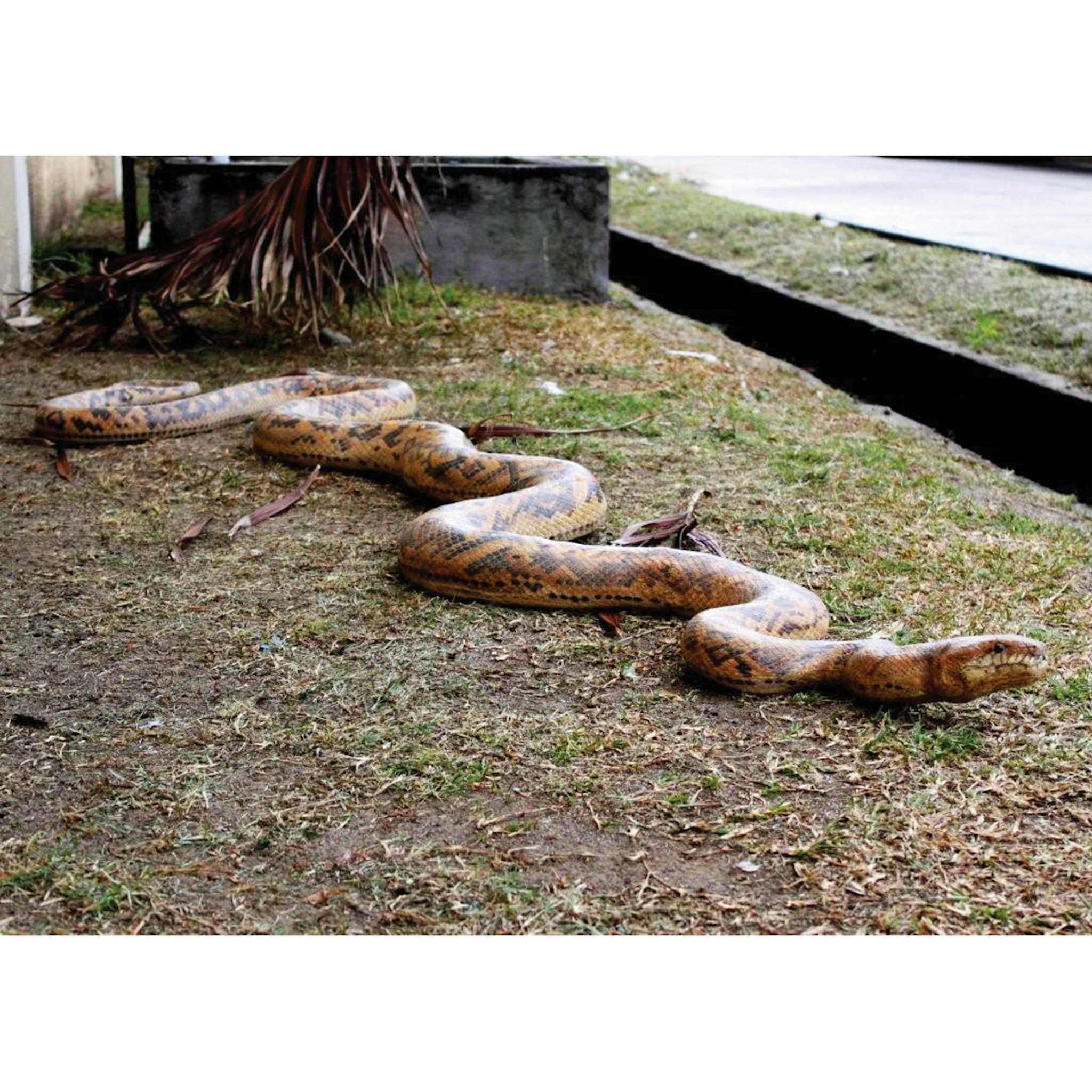 Toscano - Giant Burmese Python Snake Statue