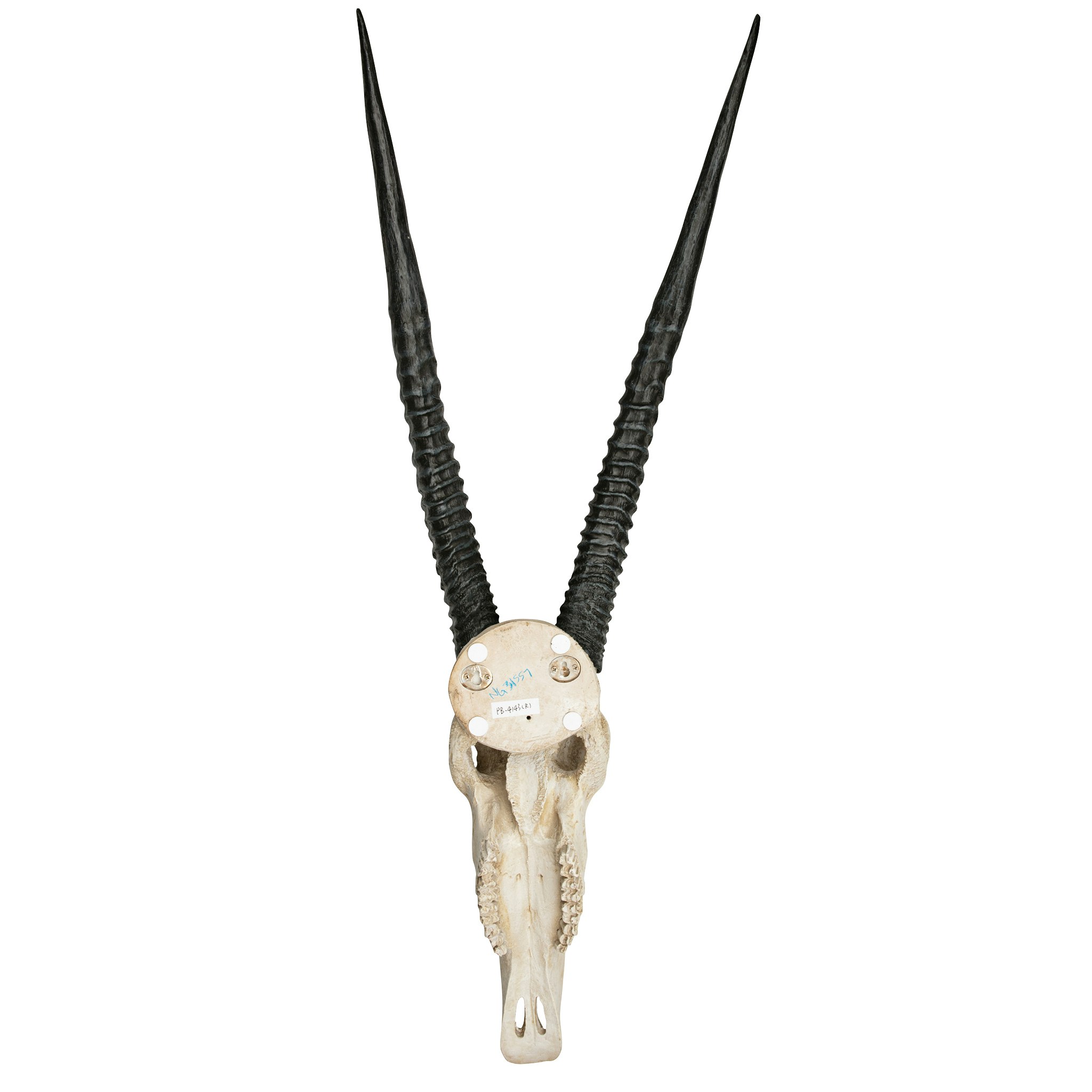 Toscano - Gemsbok African Wall Trophy