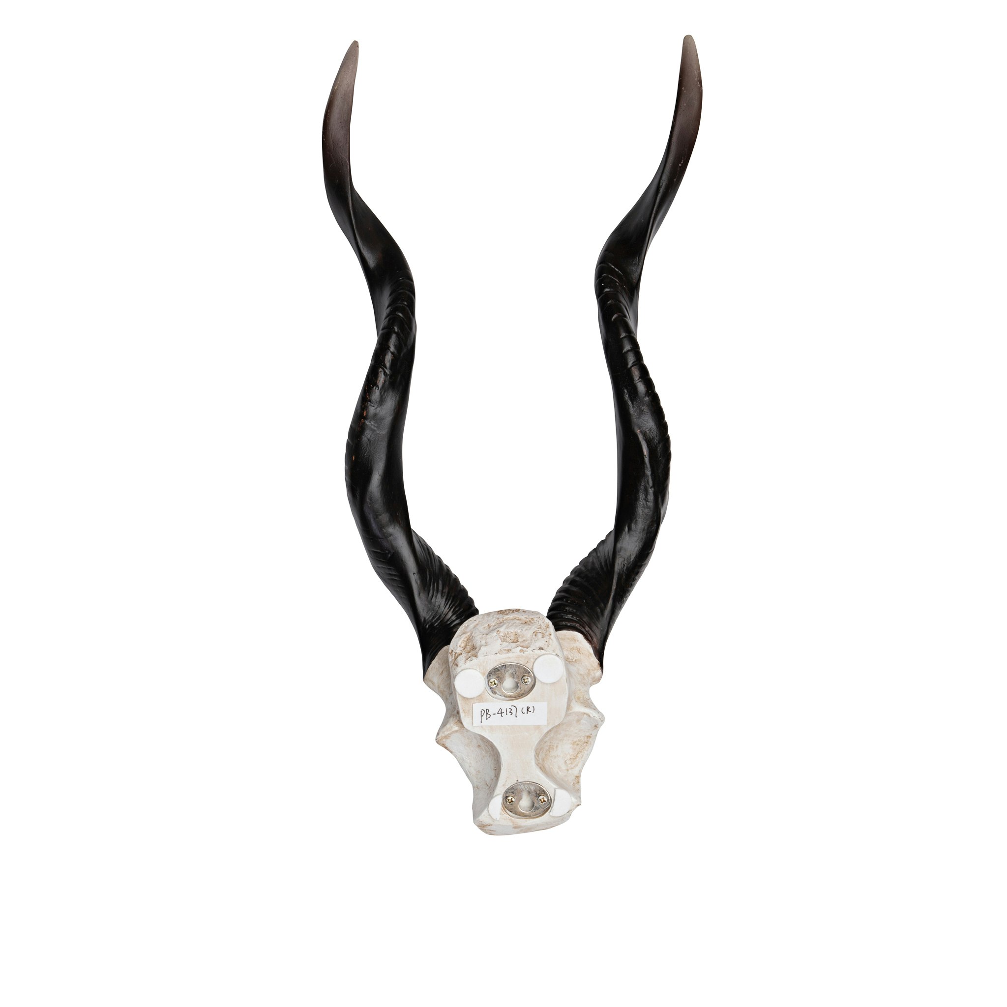 Toscano - Kudu African Wall Trophy