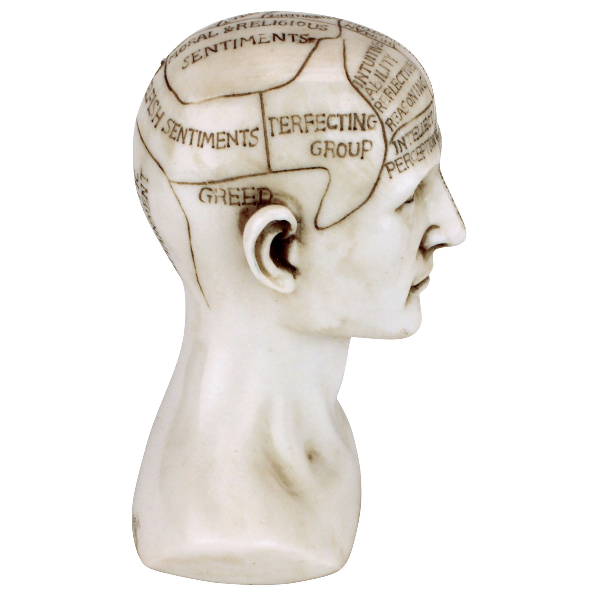 Toscano - Phrenology the Science of the Brain Victorian Replica Statue