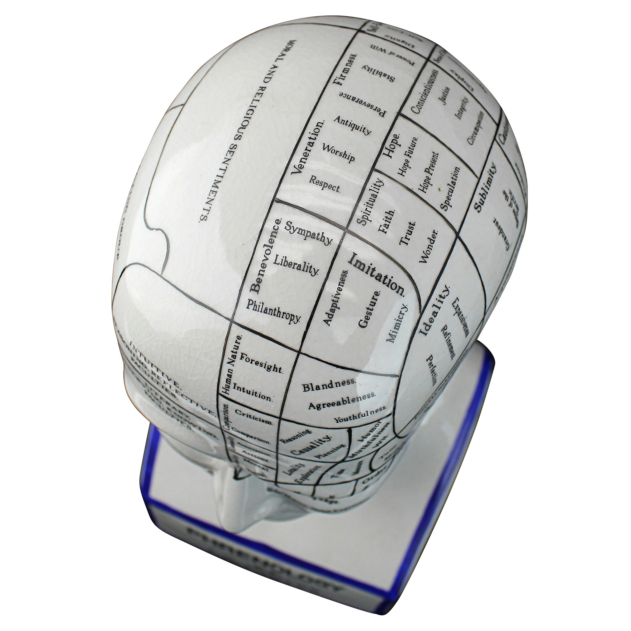 Toscano - Porcelain Phrenology Head Bust Statue